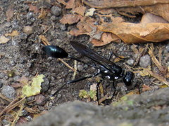 Eremnophila