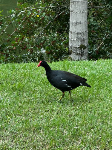 Common Gallinule