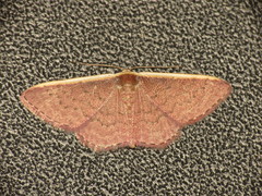 Idaea costaria