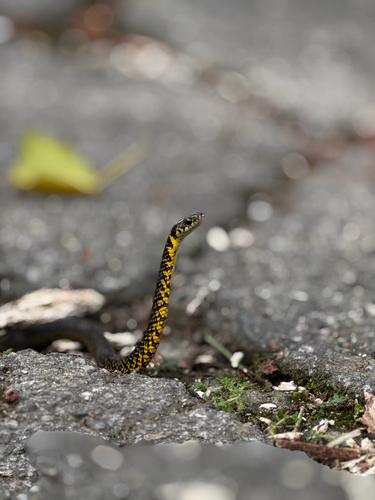 Military Ground Snake