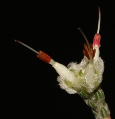 Erica xeranthemifolia
