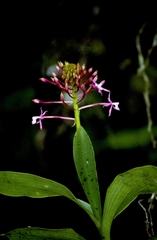 Epidendrum syringothyrsus