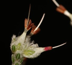 Erica xeranthemifolia