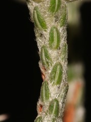 Erica xeranthemifolia