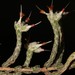 Erica xeranthemifolia - Photo (c) Brian du Preez,  זכויות יוצרים חלקיות (CC BY-SA), הועלה על ידי Brian du Preez