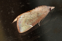 Hypocala guttiventris