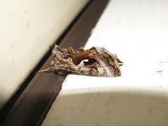 Autographa pseudogamma
