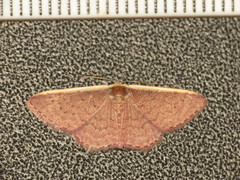 Idaea costaria