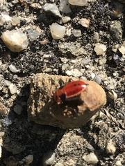 Lygaeus kalmii