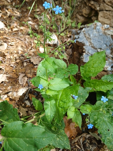 Brunnera orientalis
