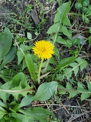 Taraxacum
