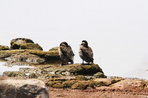iNaturalist image