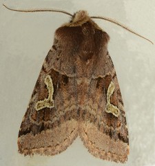 Cerastis enigmatica