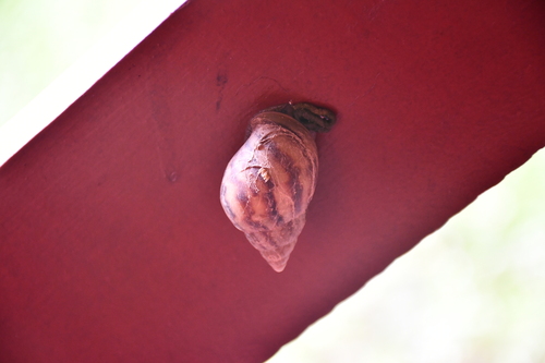African Giant Snail