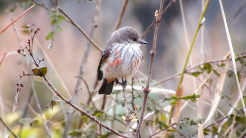 Vermilion Flycatcher