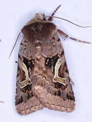 Cerastis enigmatica
