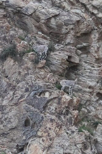 Bharal