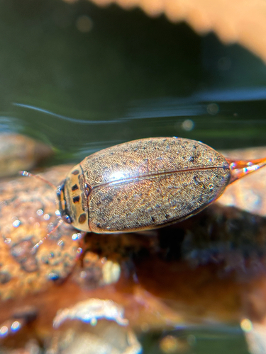 Escarabajo buceador