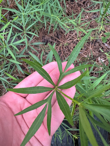 Coreopsis delphiniifolia