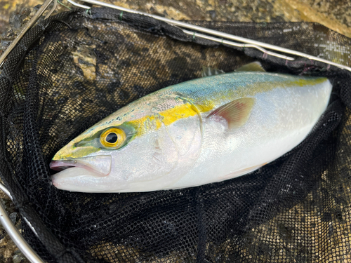 Japanese amberjack (Seriola quinqueradiata) — Carangidae