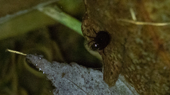 Tropisternus