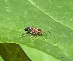 Encyrtus