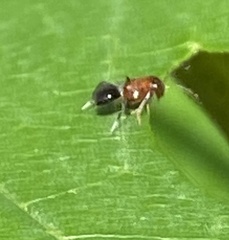 Encyrtus