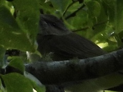 Vireo altiloquus