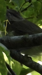 Vireo altiloquus