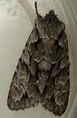 Lithophane thaxteri
