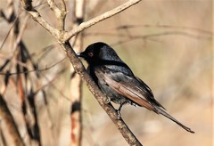 Dicrurus adsimilis fugax