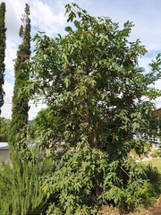 Brachychiton bidwillii