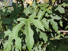 Brachychiton bidwillii
