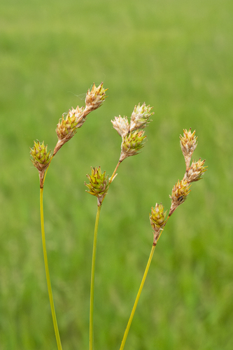 Carex brevior