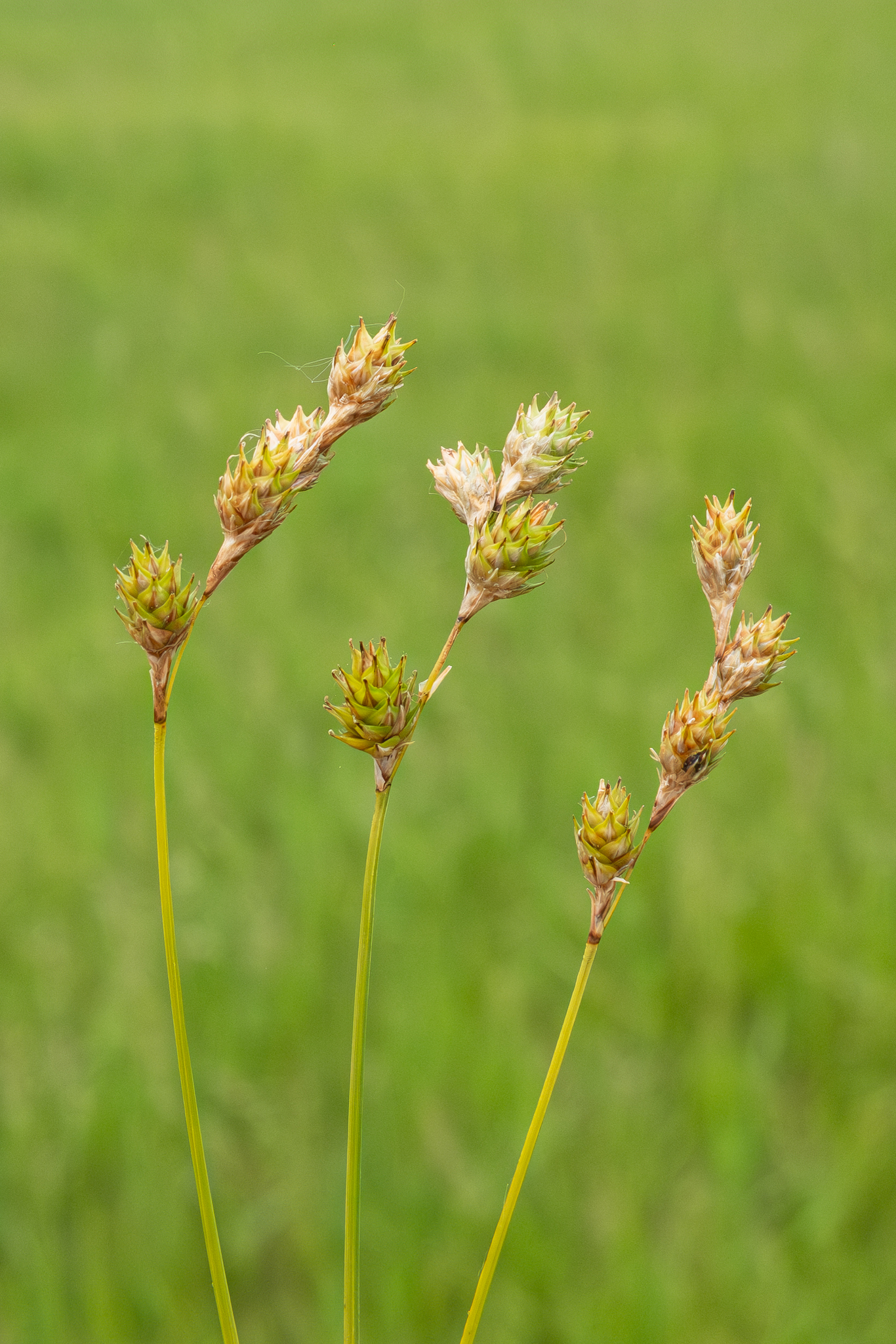 Carex brevior