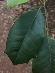 Ilex opaca image