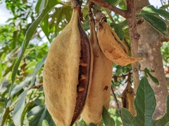 Brachychiton bidwillii