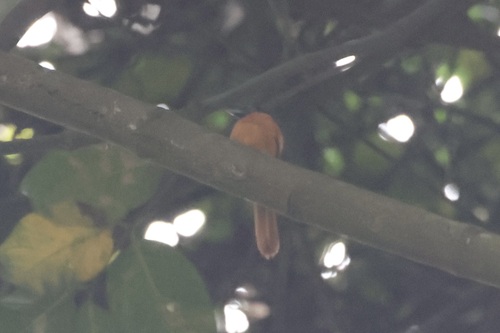Red-bellied Paradise Flycatcher (Terpsiphone rufiventer), photo 10