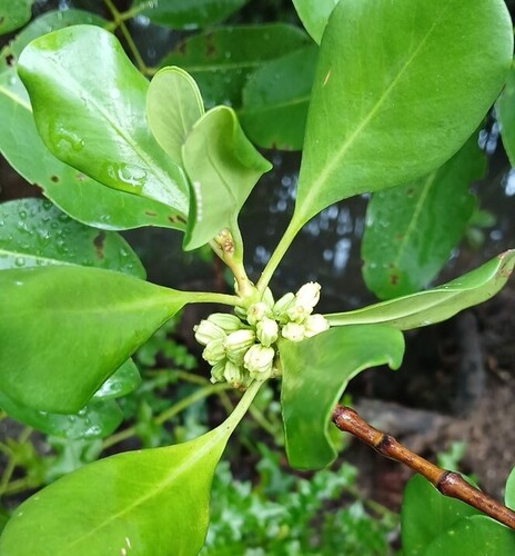Scyphiphora hydrophylacea observed 2026-05-19