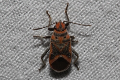 Bindweed Seedeating Bug