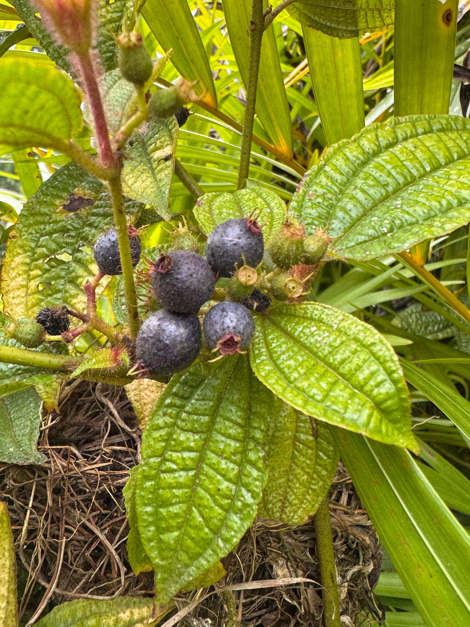 Miconia crenata