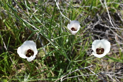 Calochortus catalinae