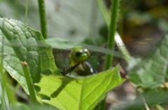Erythemis simplicicollis