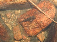 Rhinogobius duospilus