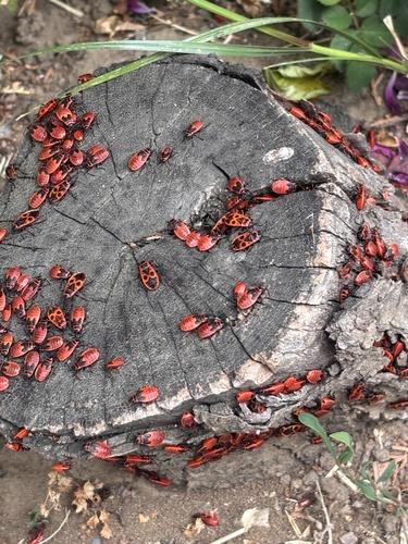 European Firebug