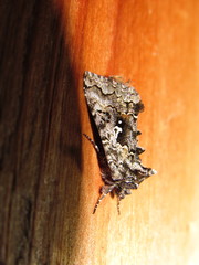 Syngrapha octoscripta