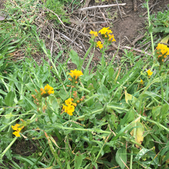 Amsinckia spectabilis