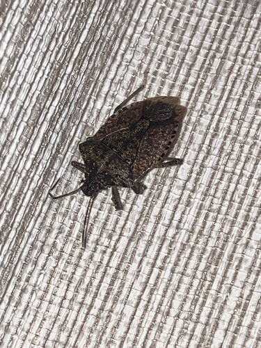 Brown Marmorated Stink Bug
