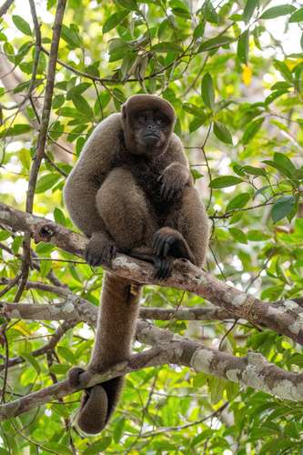 Common Woolly Monkey, Maués, BR-AM, BR, photo 5 of 10