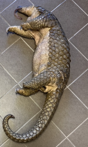マレーセンザンコウ